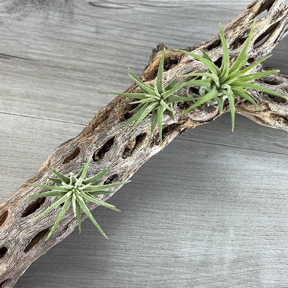 AIR PLANT Other - 🔆AUR PLANT🔆 DRIED CACTUS DECORATION